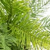 Home Collections Fern In Black Pot