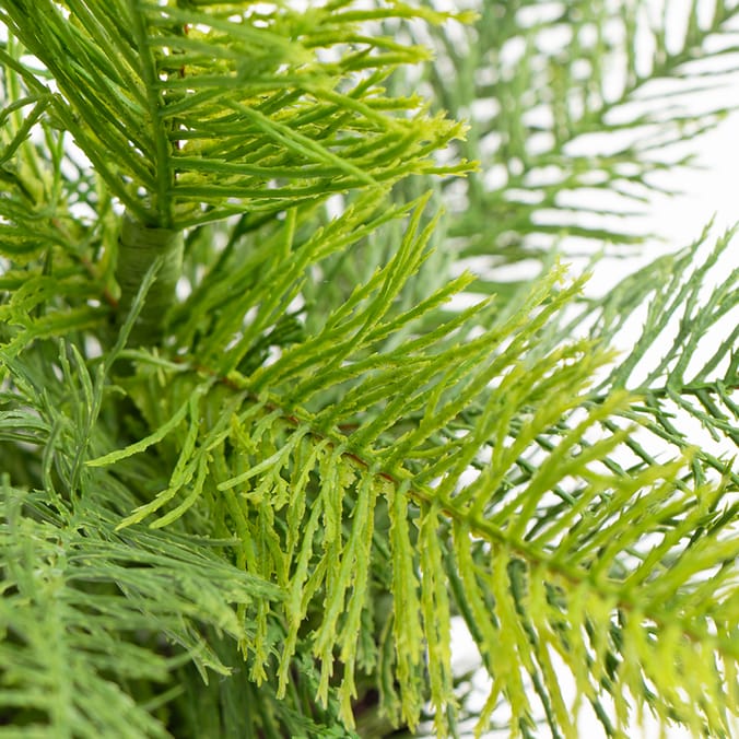 Home Collections Fern In Black Pot
