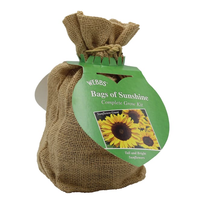 Webbs Complete Grow Set - Bags of Sunshine | Home Bargains