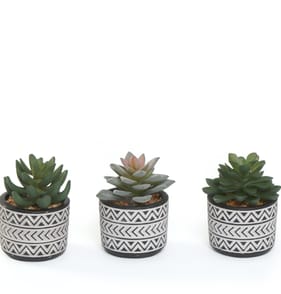 Home Collections Mini Succulent In Pot x2
