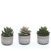 Home Collections Mini Succulent In Pot x2