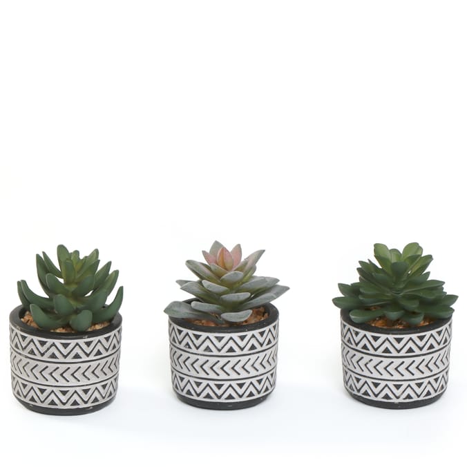 Home Collections Mini Succulent In Pot x2