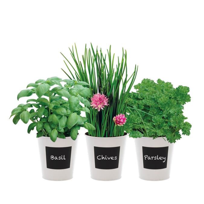 G-Plants Indoor Flavours Trio Herb Set