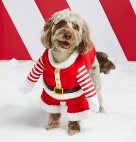 Chester's Pet Costume - Santa