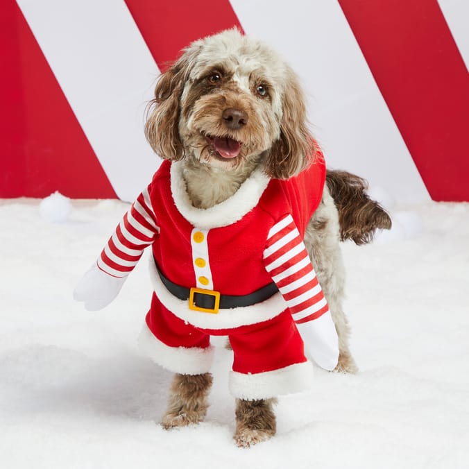 Chester's Dog Christmas Costume