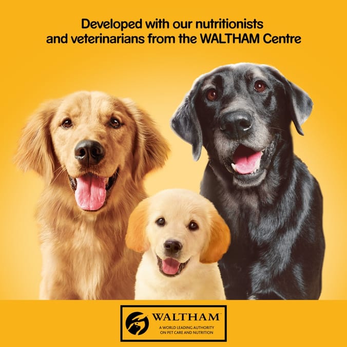 Pedigree Adult Wet Dog Food Tins Mixed Selection in Jelly Jumbo Pack 24 x 385g, pets dogs food